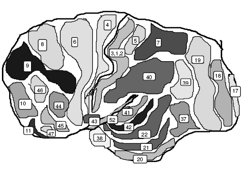 áreas funncionales de la corteza cerebral, Broca, cara interna