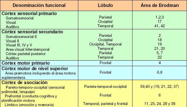 áreas funcionales de la corteza cerebral, cuadro