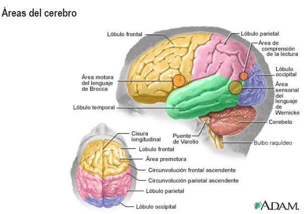 Neurolingüística, patologías, áreas del cerebro